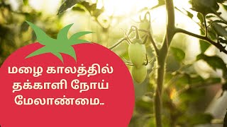 🌧🌧Management of tomato 🍅🍅 plant diseases during rainy season rain 🌧🌧UyirAnbutomato tamil [upl. by Licha]