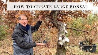 How To Create Large Bonsai [upl. by Smalley]