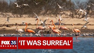 Wild flamingos spotted for 1st time in 20 years on Floridas Space Coast [upl. by Cherin]