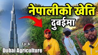 Dubai को गाउँमा नेपालीको यस्तो खेति Bhagya Neupane Dubai Tour EP6 Dubai Agriculture [upl. by Volding]