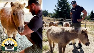 Rescuing 7 adorable senior mini horses  The Asher House [upl. by Kilmarx]