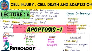 Apoptosis 1 cell injury cell death and adaptation Robbins pathology MCWA [upl. by Ahtnamys]