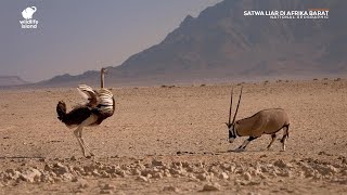 Satwa Liar di Afrika Barat Documentary  National Geographic [upl. by Alimak]