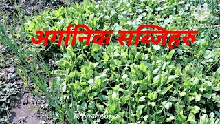 मेरो कसेसाबारिको अर्गानिक सब्जिहरु  Orgaic Vegetables [upl. by Latreese]