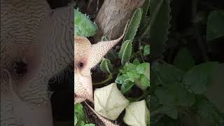 Flor Estrella de Mar Carnívora Stapelia Gigantea cactus suculentas cactusysuculentas [upl. by Amrak817]