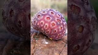 Dogberry Dogwood Fruit Cornus Fruit Exploring the Delicious Dogwood Fruit [upl. by Erbma]