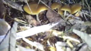 Psilocybe Cyancescens Find University Place WA November 14 2013 PNW [upl. by Fisoi]