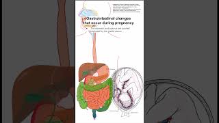 Gastrointestinal changes that occur during pregnancy [upl. by Evan]