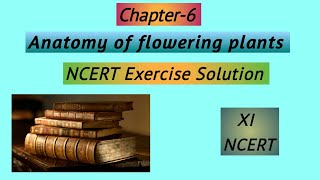 Chapter611 Biology NCERT Exercise SolutionAnatomy of flowering plants [upl. by Hpesoj540]