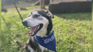 KPRC 2 Pet Project Meet Angel a gorgeous pup with a young heart [upl. by Abercromby]