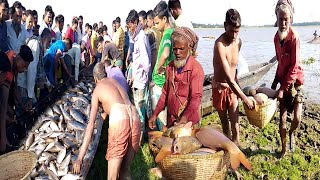 হাকালুকি হাওরের হিংগাড়ি বিলের বড় মাছওচাপিলা মাছ ধরাওবিক্রয়।hakalukihaor 14 November 2023 পর্ব ২ [upl. by Kwang]