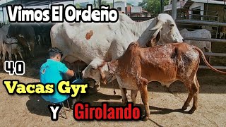 Vimos el Ordeño de 40 Vacas Gyr y Girolando Llenando El Valde 😱 [upl. by Havelock]