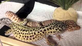 Leopard Geckos Mating [upl. by Eblehs]