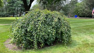 Summer Pruning of Weeping Cherry Prunus subhirtella x Snow Mountain [upl. by Jarvis855]