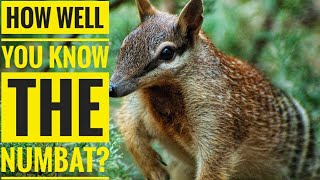 Numbat  Description Characteristics and Facts [upl. by Aiceled]