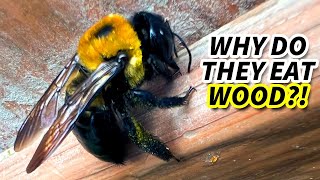 Carpenter Bee Facts the WOOD BEE 🐝 Animal Fact Files [upl. by Buttaro683]