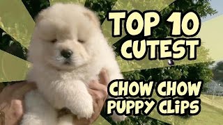 TOP 10 CUTEST CHOW CHOW PUPPY VIDEOS OF ALL TIME [upl. by Haletky357]