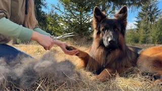 Calm and Cozy ASMR Grooming of My Giant Dogs This Took Forever [upl. by Rhodia]