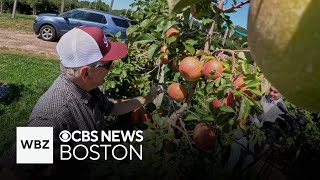 Massachusetts farm named best apple orchard in country by Newsweek [upl. by Orhtej]