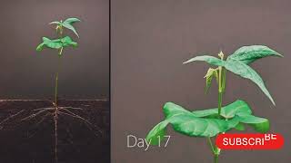 Bean Grow 25Day TimeLapse UndergroundGPhase TimeLapseGardeningPlantDevelopmentNature [upl. by Giacopo423]