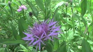 MyNatureapps Identifying Brown Knapweed Centaurea jacea [upl. by Anih45]