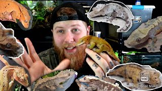 Crested Gecko Tour All My pairings  You Decide One Of My Pairs [upl. by Magnuson]