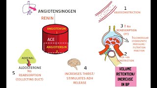 RENIN ANGIOTENSIN ALDOSTERONE SYSTEM [upl. by Trici899]