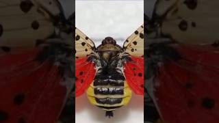 If you see a Spotted Lanternfly squash it then report it shorts [upl. by Iduj]