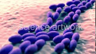 Acetobacter bacteria stock videos by science artwork [upl. by Anez859]