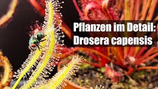 57 Nützliche fleischfressende Pflanze gegen Fruchtfliegen und andere Insekten [upl. by Atirac]