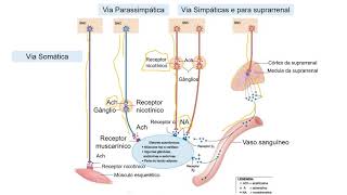 Farmacologia do SNA colinérgico agonistas e bloqueadores [upl. by Eentruok]