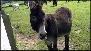 Donkeys Equus africanus asinus [upl. by Candis472]