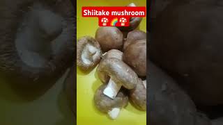 Shiitake mushroom 🍄🌈🍄 shortvideo food pagmaynagtuturomaynatututo trending mushroom shiitake [upl. by Llesig617]