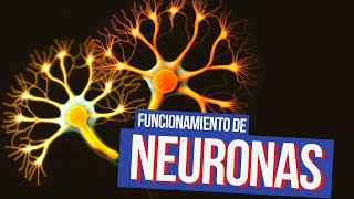 Sinapsis y funcionamiento de las neuronas [upl. by Klinges]