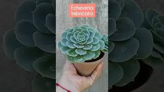 Echeveria Imbricata sus cuidados y como reproducirla Suculentas [upl. by Henri]