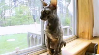 Cats 101 Cornish Rex [upl. by Oeht]