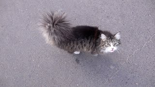 Fluffy cat with big fluffy tail [upl. by Dadivitan]