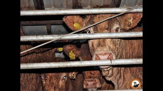 Irish cattle arrive in Israel 150724 [upl. by Ewens54]