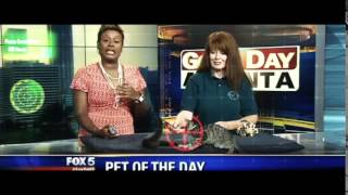 LOL Excited kitten dodges lasers during Good Day Atlanta [upl. by Marena]