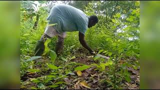 Comment Nettoyer un Champ de Plantain [upl. by Autrey]