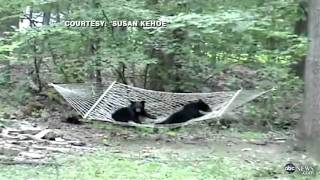 Caught on Tape Sleepy Bear Cubs Trouble Getting Into Hammock in New Jersey [upl. by Royal]