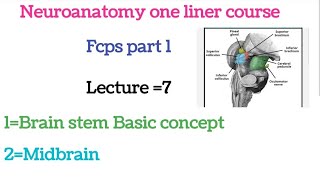 Neuroanatomy one liner Course for Fcps part 1 Lecture 7 Brain stem conceptMidbrain past fcps mcqs [upl. by Itak12]