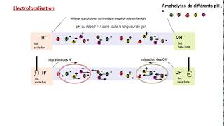 Cours Electrophorèse sur Gel de Polyacrylamide Electrofocalisation [upl. by Dionis405]