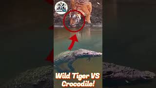 Wild Tiger Vs Crocodile in River You Wont Believe What Happens amazing movie [upl. by Benis834]