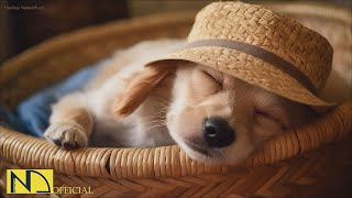 20 HOURS of Dog Calming Music For Dogs🎵🐶Anti Separation Anxiety Relief💖🐶Dog Sleep Music🎵 NadanMusic [upl. by Storz]