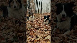 Look at these collies💕 bordercollie Roughcollie workingdogs FollowInstagram instagramdogs [upl. by Schonfield]