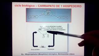 Família Ixodidae parte 1 [upl. by Anyd]