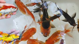 amazing catch colorfulfish koi fish ornamentalfish betta fish and millions of other animals [upl. by Dodd]