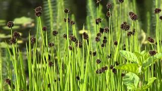 Juncus ensifolius [upl. by Redneval]