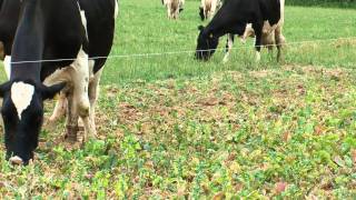 Stubble Turnips  Cotswold Seeds [upl. by Eirallam]